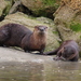 Prince of Wales River Otter - Photo (c) rolandwirth, some rights reserved (CC BY-NC), uploaded by rolandwirth