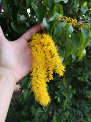 Barklya syringifolia