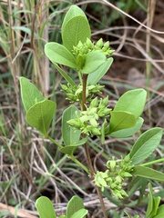 Vangueria venosa