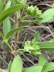 Vangueria venosa