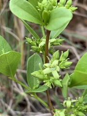 Vangueria venosa