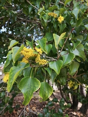 Barklya syringifolia
