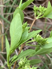 Vangueria venosa