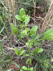 Vangueria venosa