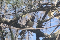 Pipilo maculatus × ocai