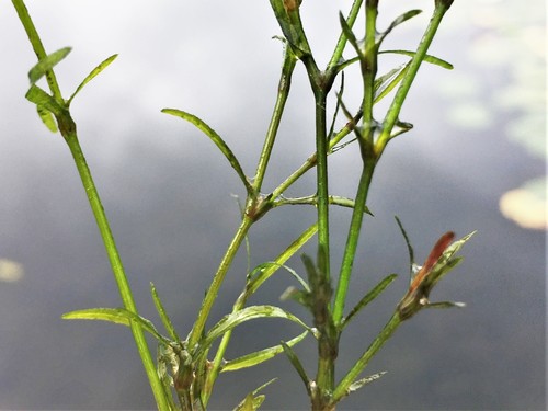 Najas guadalupensis