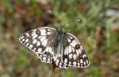 Melanargia russiae