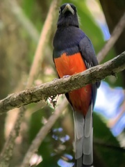 Trogon bairdii