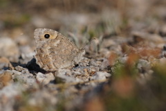 Pseudochazara cingovskii