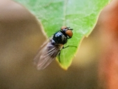 Silba