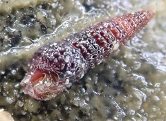 Cerithiopsis stejnegeri