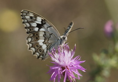 Melanargia larissa