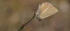 Polyommatus ripartii