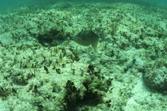 Balistes vetula