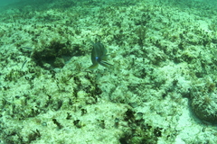 Balistes vetula