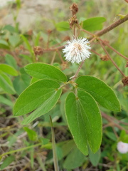 Mimosa albida