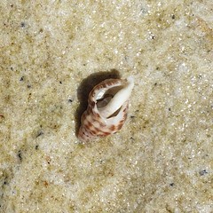 Agnewia tritoniformis