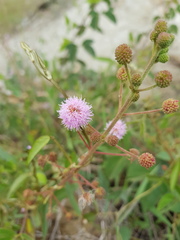 Mimosa albida
