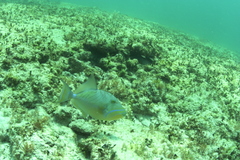 Balistes vetula