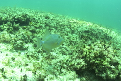 Balistes vetula
