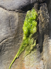 Ulva compressa