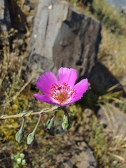 Cistanthe grandiflora
