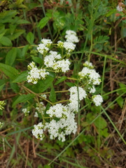 Image of Stevia triflora