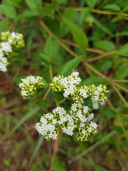 Stevia triflora