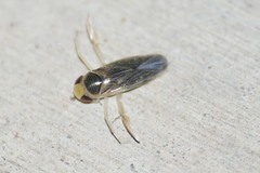 Corixidae