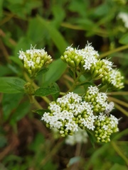 Stevia triflora