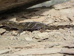 Diplodactylidae
