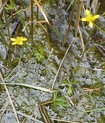 Ranunculus glabrifolius