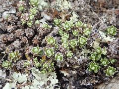 Raoulia parkii