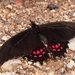 Pink-spotted Swallowtail - Photo (c) Antonio Robles, some rights reserved (CC BY-NC-SA), uploaded by Antonio Robles