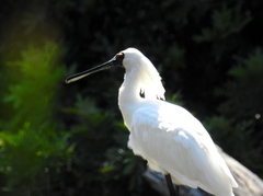 Platalea regia