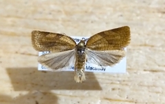 Aphelia alleniana