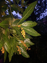 Citharexylum macradenium