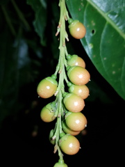 Citharexylum macradenium