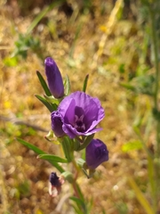 Clarkia tenella