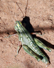 Campylacantha olivacea