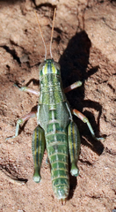 Campylacantha olivacea
