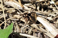 Bombylius pulchellus