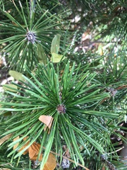 Pinus mugo