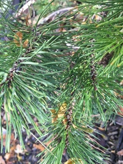 Pinus mugo