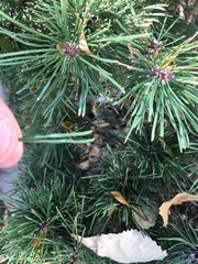 Pinus mugo