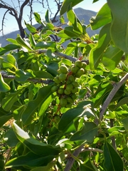 Anisomeria littoralis