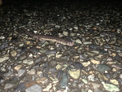 Aneides klamathensis