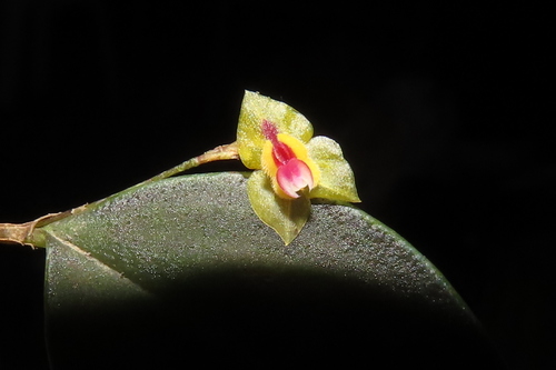 Guttula-Sanguinis Orchid