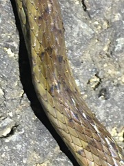 Dendrophidion percarinatum