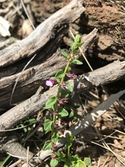 Scutellaria humilis